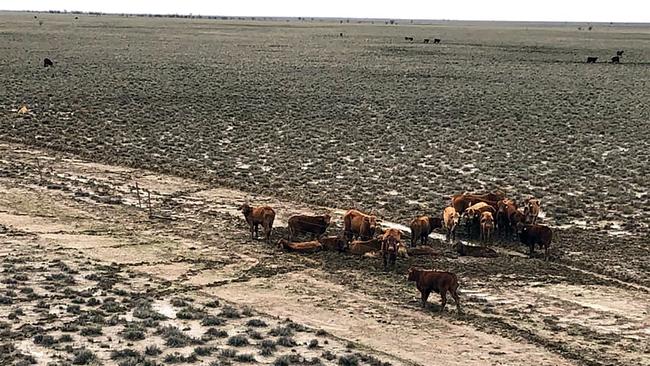 EDITORS NOTE: Graphic content / This handout picture taken by Anthony Anderson on February 7, 2019 and released to AFP on February 8 shows cattle in a flood-affected area near Julia Creek township in Queensland state. - 