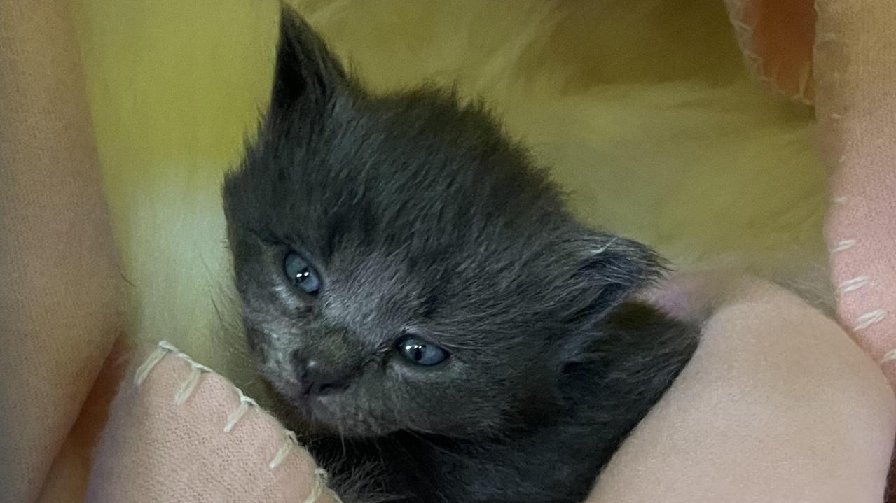 Port Macquarie Animal Shelter celebrates 1000 adoptions | Daily Telegraph