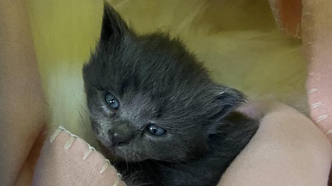 Little Willow a feral cat adopted by Port Macquarie Animal Shelter team leader Emmalee Andrew - her three sons love having her in their lives.