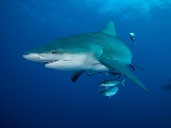 Bull shark with remoras, or ‘suckerfish’, attached. Picture: Ryan Daly.