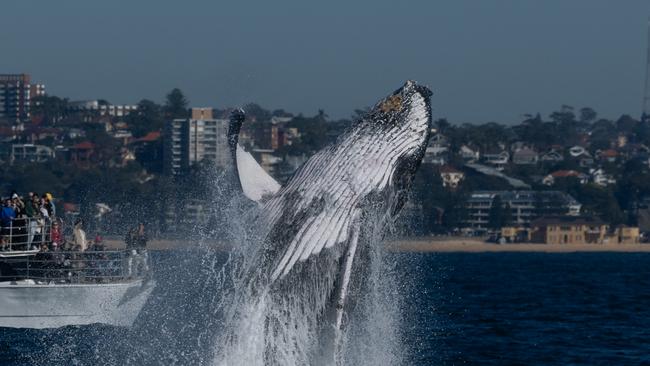 Humpback whales welcome winter in spectacular fashion. Picture: JP Goodridge and Simon Millar