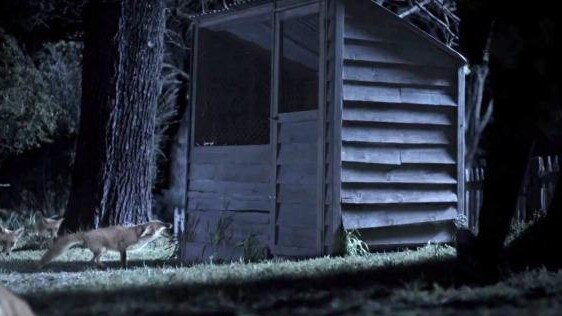 The Industry Super Australia advertisement portraying banks as the fox in the henhouse.