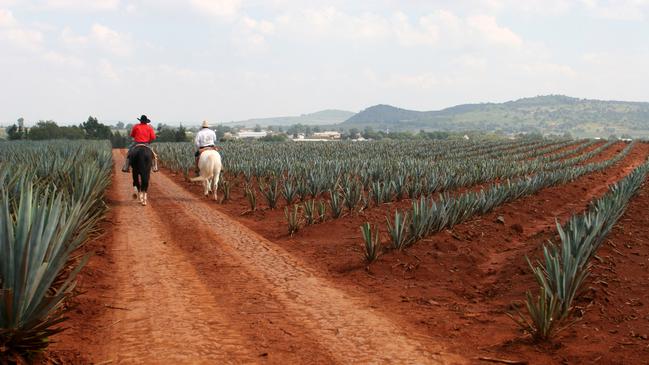 An agave plantation in Mexico.