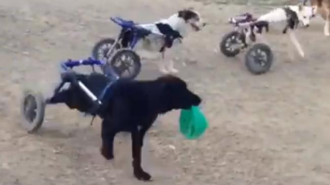 Rescue Dogs in Wheelchairs Play Adorable Game of Tag at Moroccan Animal Shelter