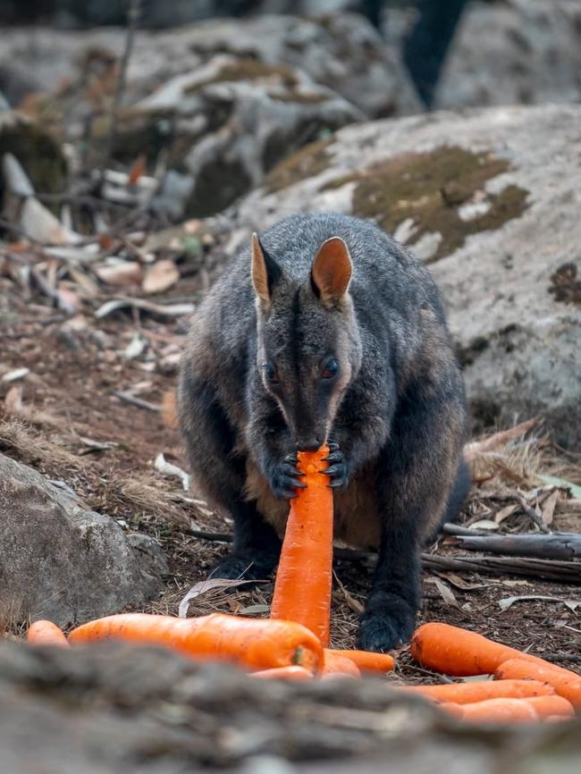 Operation Rock Wallaby in action. Picture: Twitter