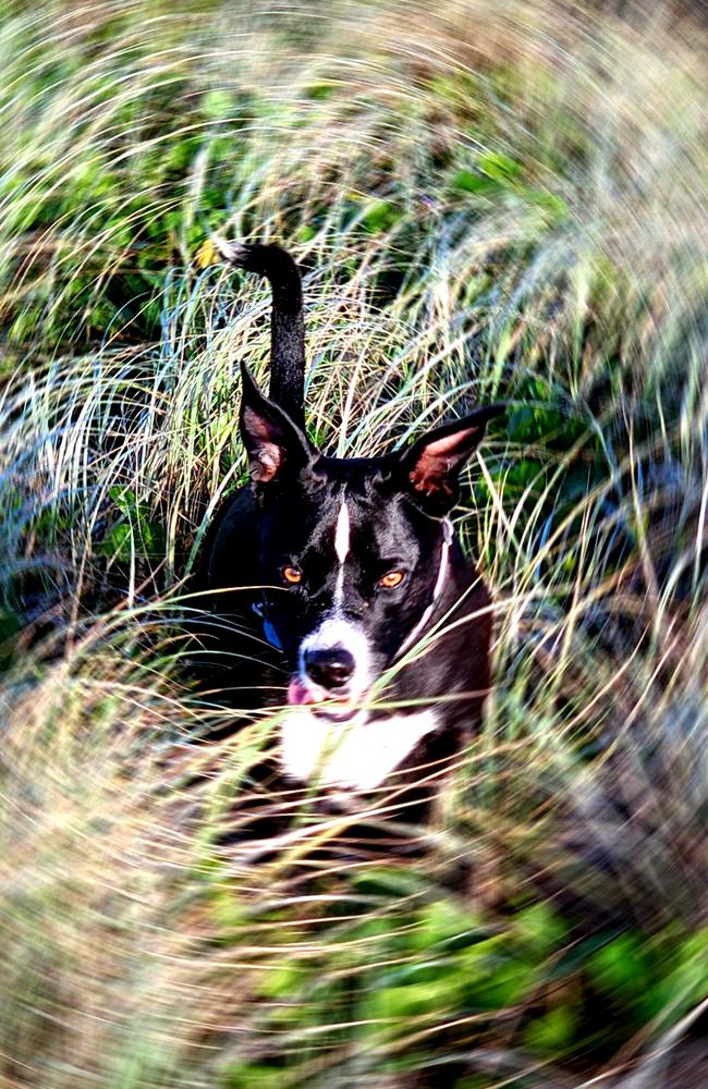 The Samsung Galaxy S22 Ultra has a range of fun pet portrait modes. Photo: Mark Furler