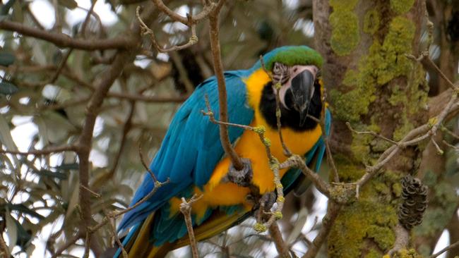 Tiki the macaw. Picture: Mark Wilson