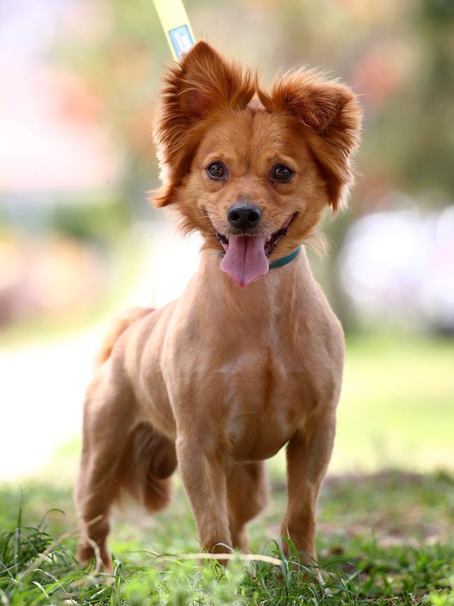 Rescue dogs are available for adoption across the country. Picture: Toby Zerna.