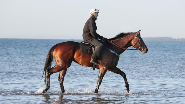 Winx takes a paddle at Altona beach yesterday after winning the Cox Plate for the third time. Picture: David Crosling