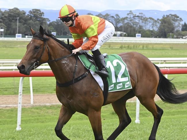 Proud Image can land a second career win in the opening race at Nowra on Sunday. Picture: Bradley Photos