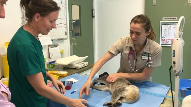 Koala enclosures for Currumbin Wildlife Hospital