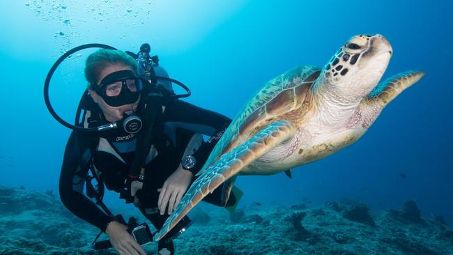 Turtles are abundant in the waters off Cairns.