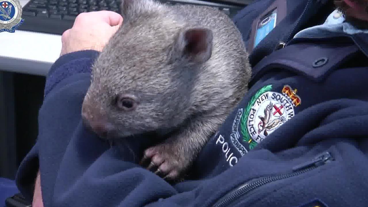 baby wombat