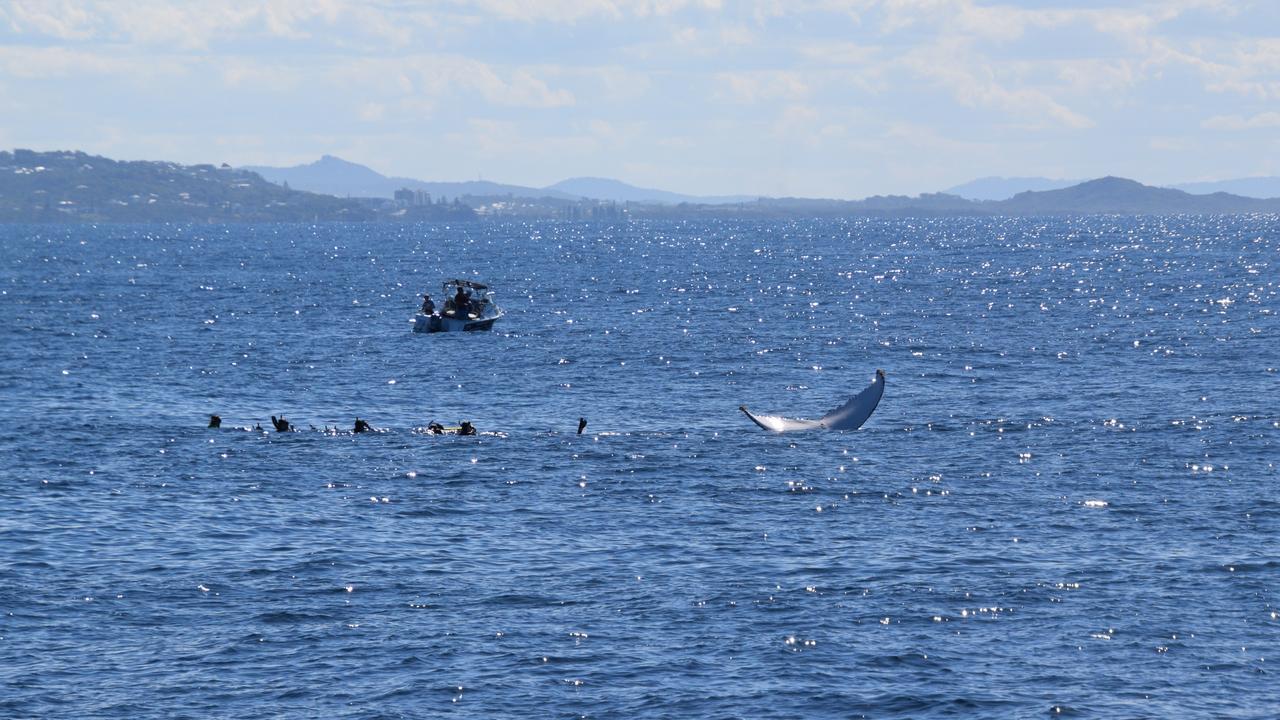 Swimmers during a whale watching experience have witnessed a rare sight of tail sailing. Picture: Sunreef Mooloolaba