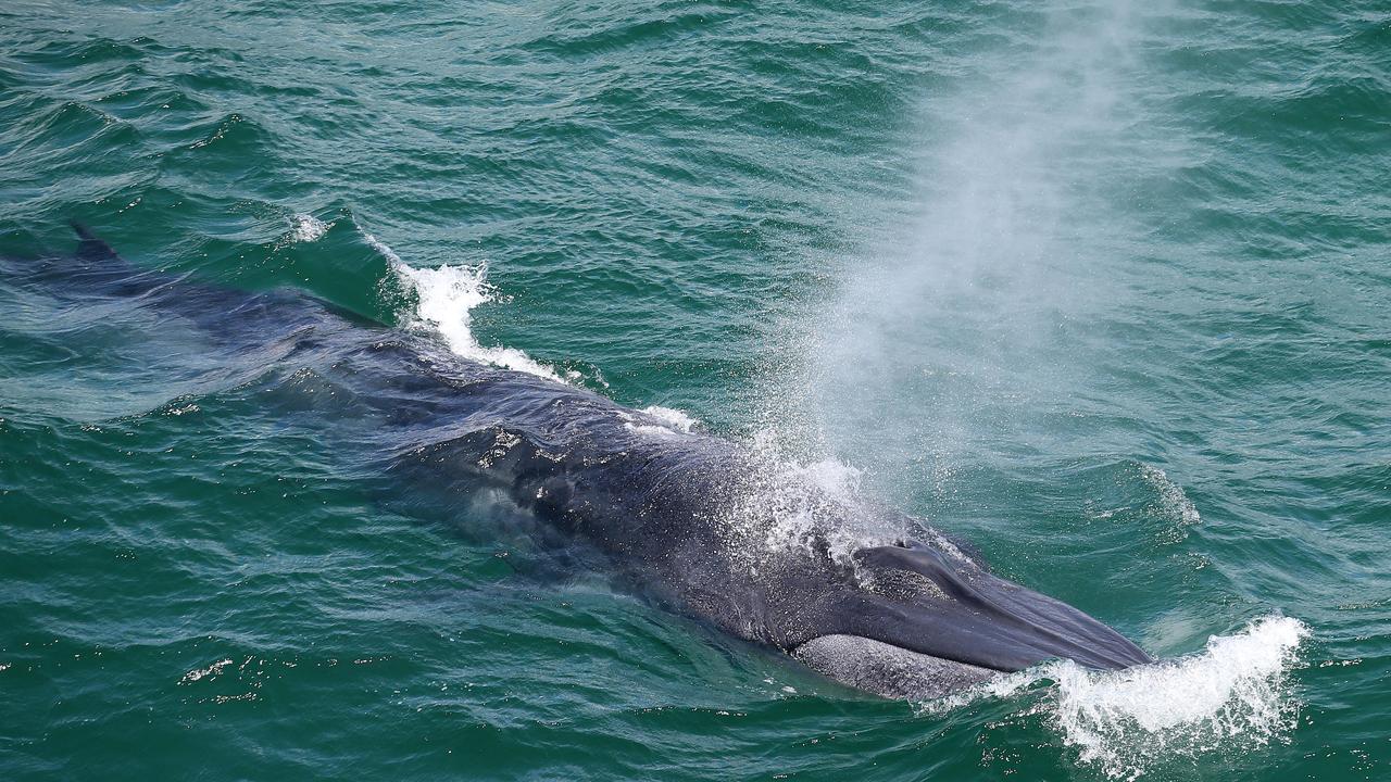 Clontarf: Rare whale rescued | The Courier Mail