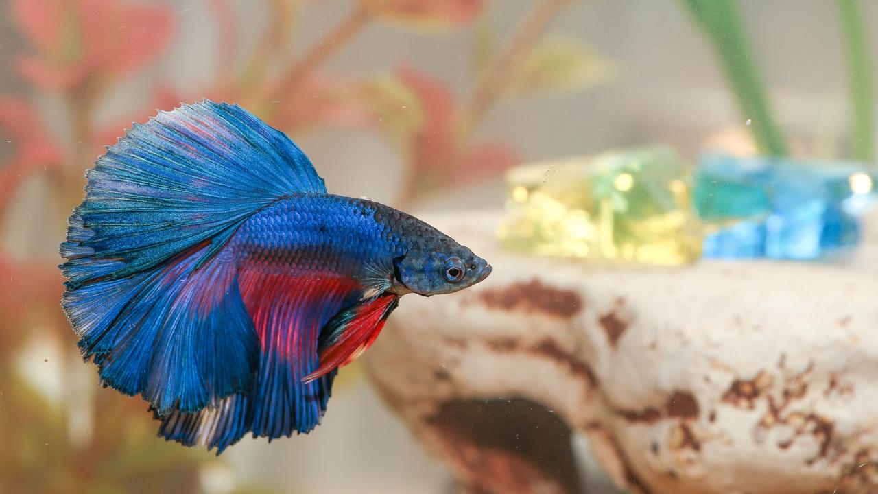 The problem with keeping fish as pets