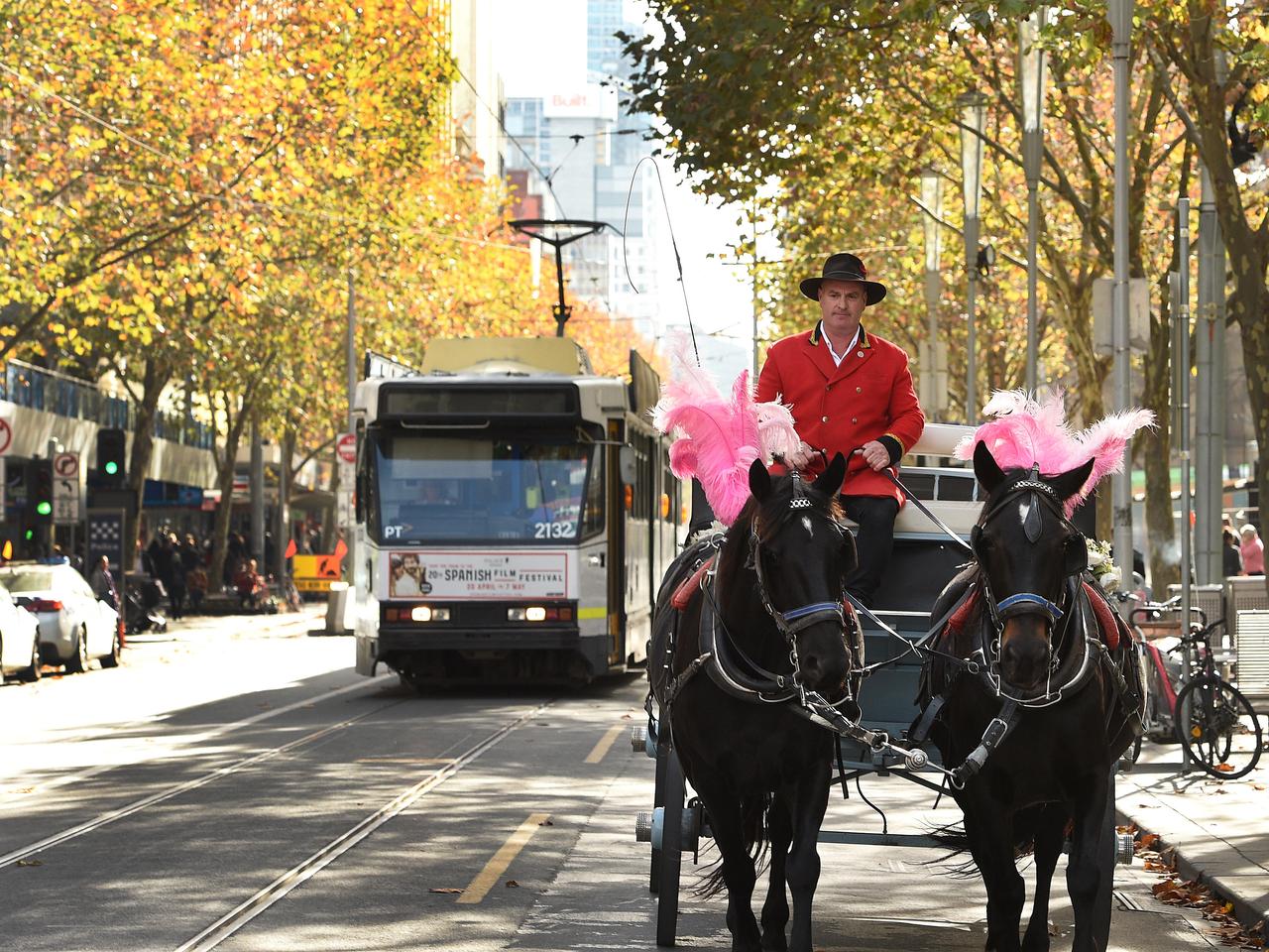 Horse-Drawn Carriages in CBD