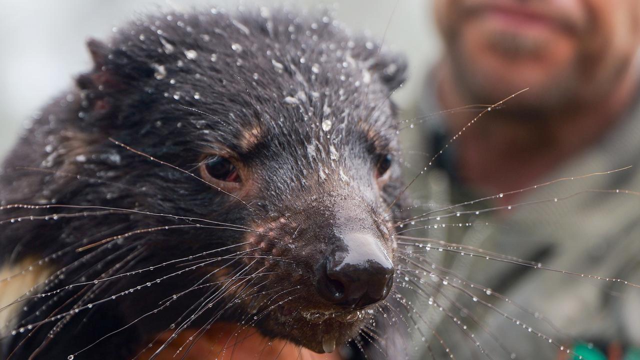 Aussie Ark managing director Tim Faulkner with a rescued Tasmanian devil. Floodwaters inundated the sanctuary, home to the largest mainland breeding program of Tasmanian devils, located at Barrington Tops in NSW. Picture: Aussie Ark