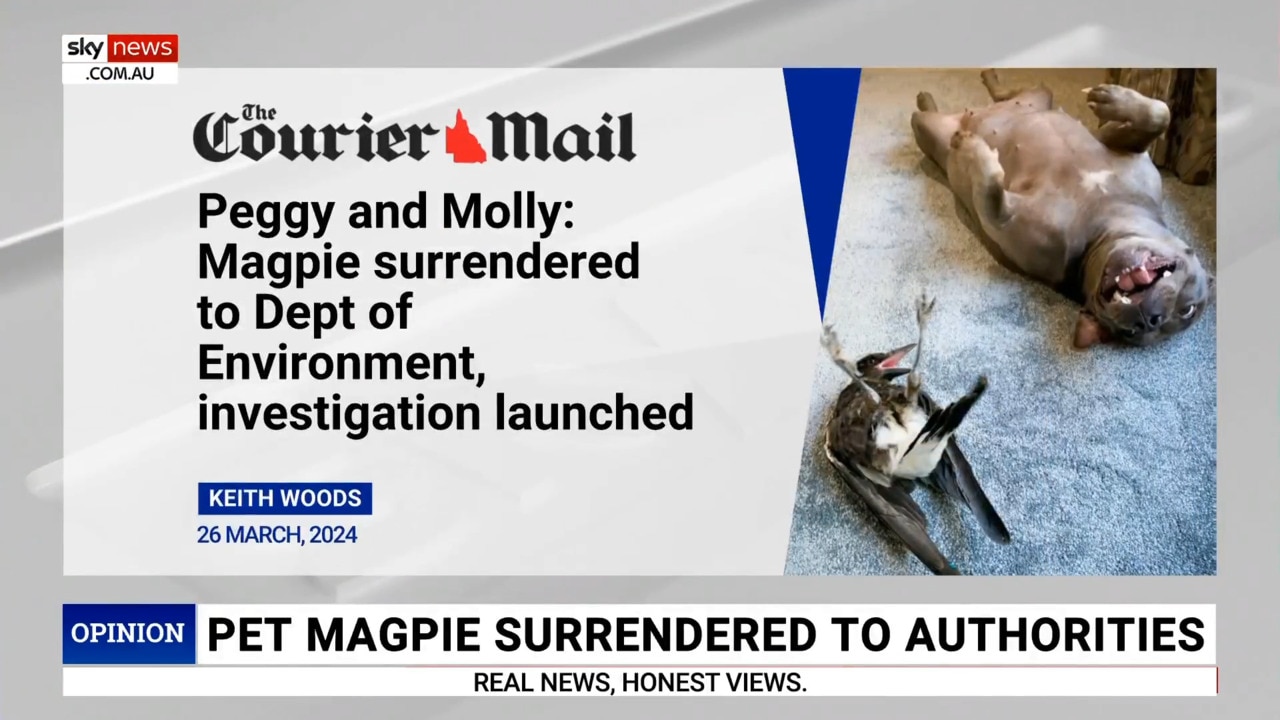 ‘Public service ridiculousness’: Family surrender pet magpie to Environment Department