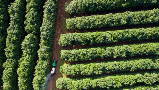 A macadamia orchard in Queensland.