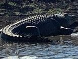 Massive croc spotted at a popular Shady Camp fishing spot. Picture: Kal Jade