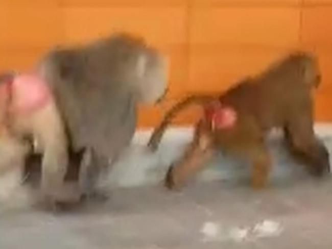 Three baboons are pictured as they escape from Sydney's RPA Hospital. NSW Health confirmed that the male baboon who escaped from a medical research facility was there for a vasectomy. Picture: Seven News