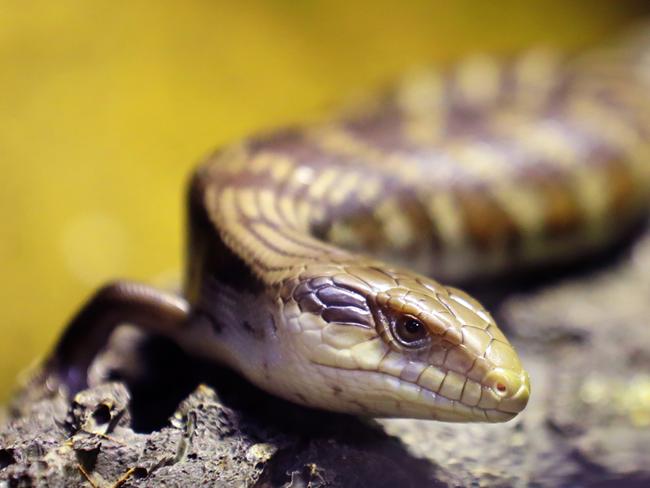 Adult Eastern Blue-tongue Lizard. Picture: AAP/Angelo Velardo