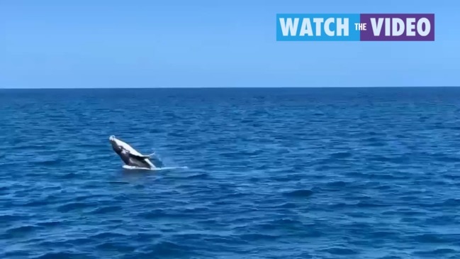 Baby whale frolics in the Whitsundays