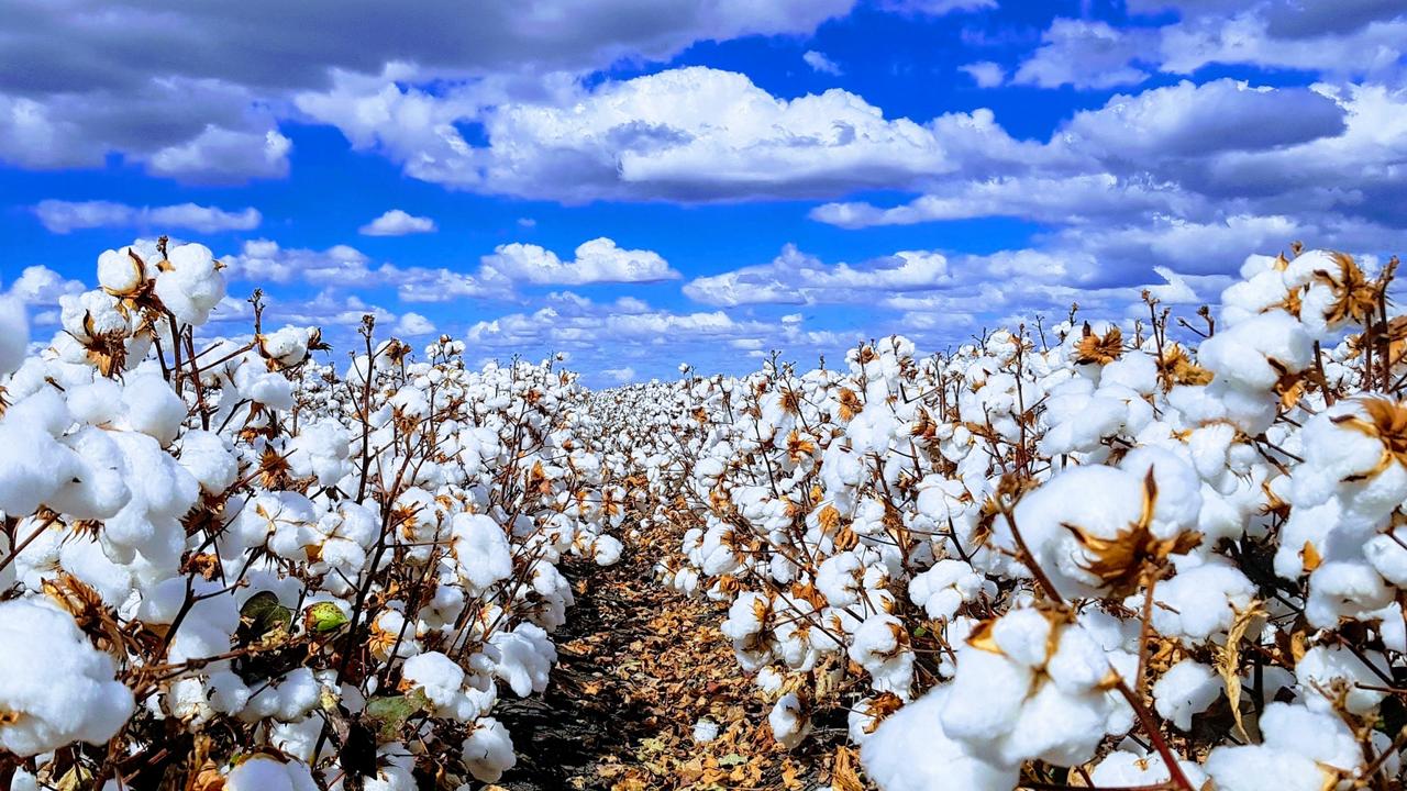 Hancock Agriculture purchase cotton farms from Findley family | The