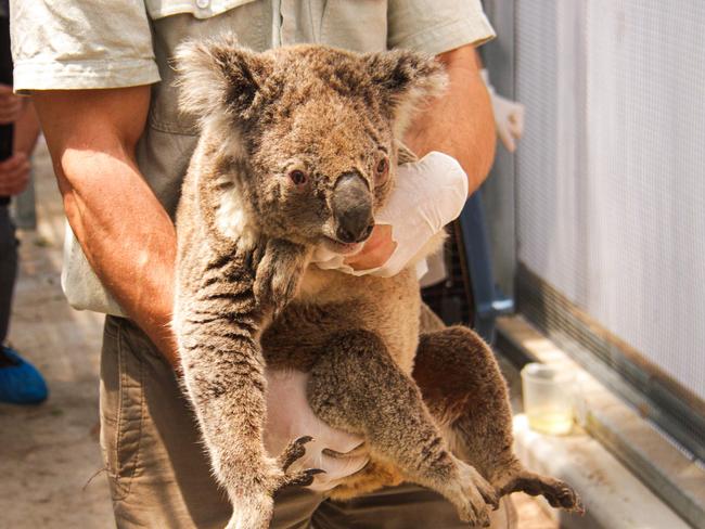 Wildlife carer’s grim prediction following bushfires