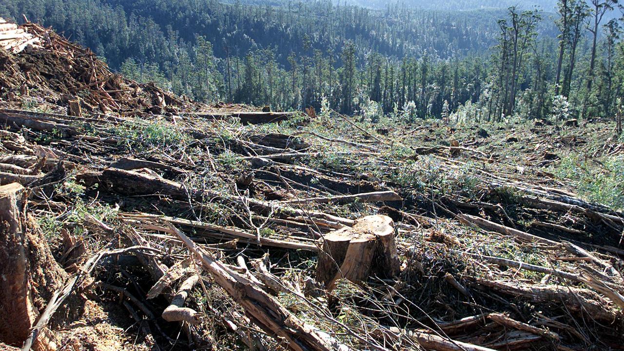 Sustainable Timber Tasmania delivers a massive $1.3bn loss | The Mercury