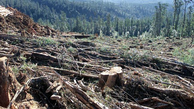 A clear-felled forest coupe in the Styx Valley.