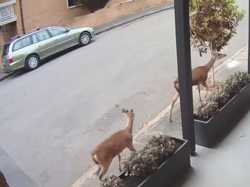 Two deer have been spotted on the loose in Leichhardt. Picture: 9News