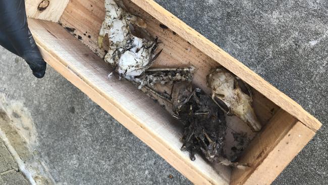 Wedge-tailed eagle carcasses found in East Gippsland. Picture: DELWP