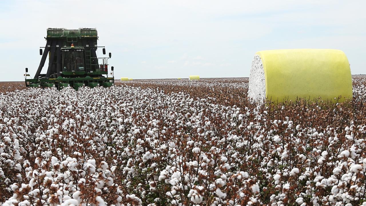 cotton-growers-plant-huge-crop-capitalise-on-record-prices-the