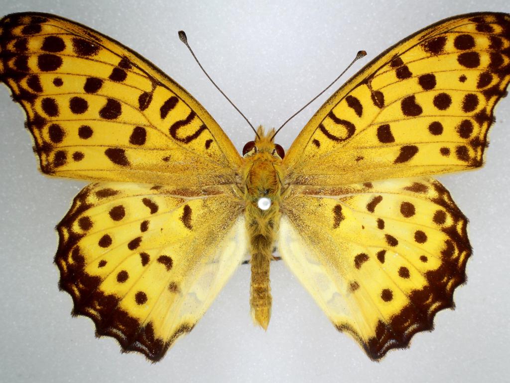 The Australian Fritillary (Argynnis hyperbius inconstans) has a 6cm wingspan and is covered in orange-brown and black markings.