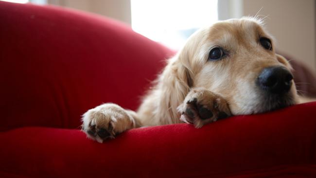 Who can resist this face? Not blokes, that’s for sure. (Pic: iStock)