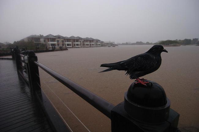 Gold Coast, June 30, 2005. A rain soaked bird in front of floodwaters at a golf resort at Robina on Queensland’s Gold Coast today. Widespread flooding has hit the popular tourist area, known for its sunshine and sandy beaches, with reports of rainfall reaching 80mm per hour in some regions. (AAP Image/Tony Phillips)