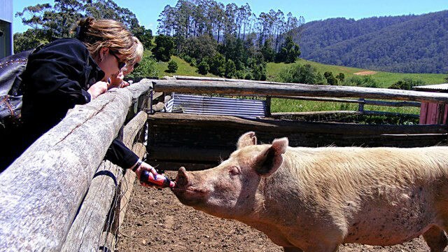 One the Pub in the Paddock's three resident pigs takes a well-earned drink of beer.