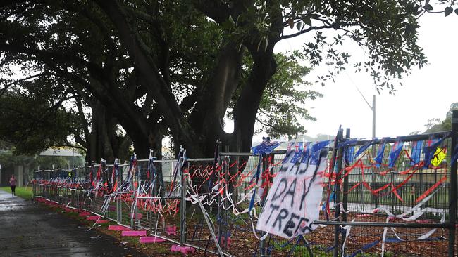 Moore Park trees on Anzac Pde which have fenced off and are due to be cut down for the light rail.