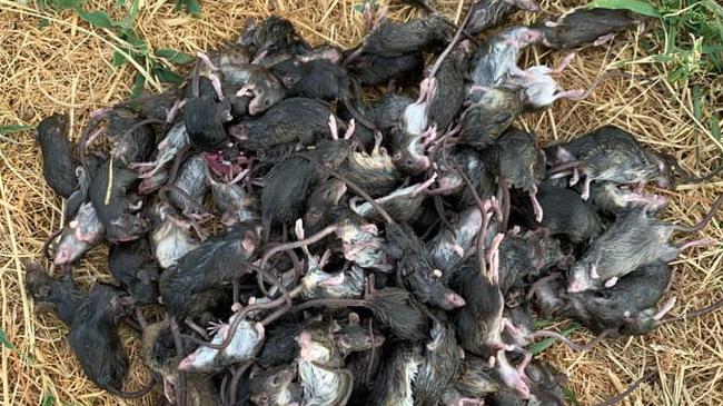 The mouse infestation has cost farmers a lot of money. Picture: Geoff Wilson/Facebook