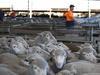 Coalition rides on sheep’s back