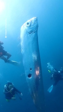 Divers encounter monster doomsday fish