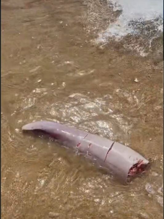 The large grey object washed ashore on Magnetic Island in north Queensland. Picture: TikTok.