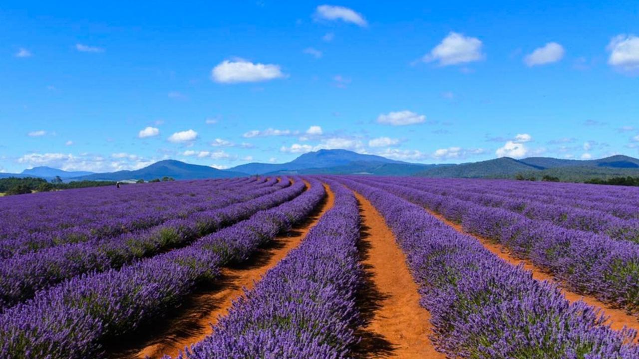 Iconic Tasmanian lavender farm on the market