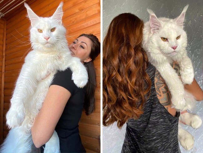 Giant cat mistaken for a dog