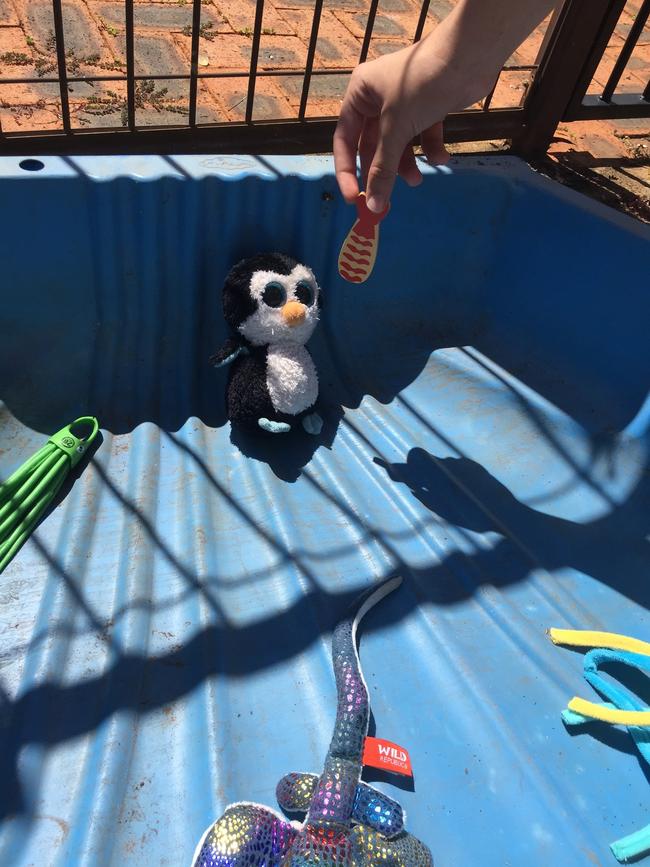 Penguin feeding time in the water enclosure where different species freely mingle.