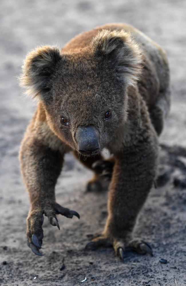 An injured koala. (AAP Image/David Mariuz)