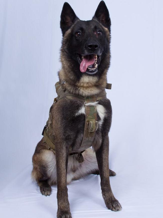 The military dog involved in the raids against Abu Bakr al-Baghdadi. Picture: AP