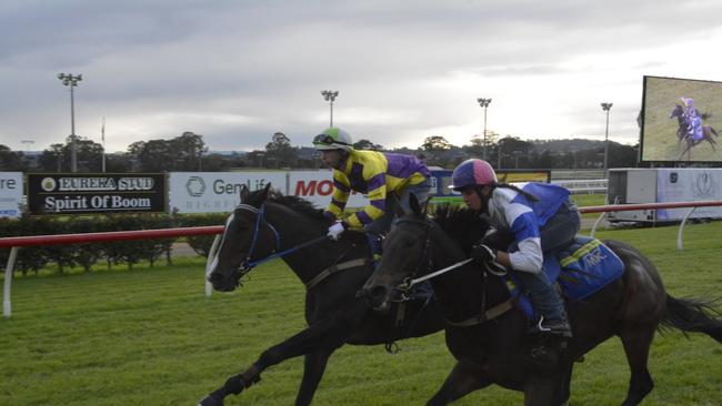 HOME TRACK: Proud Roc (yellow silks) will line up at Clifford Park tonight.<ld pattern=" "/> <source>Picture: Glen McCullough</source>